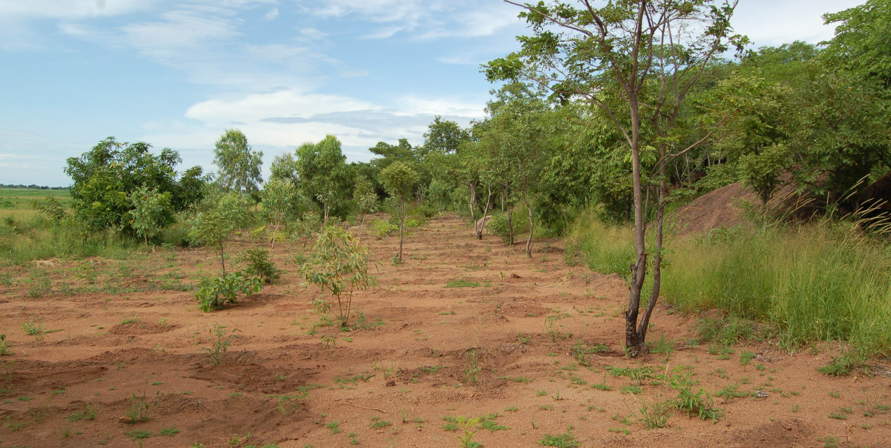 Protecting the forest for fourteen years