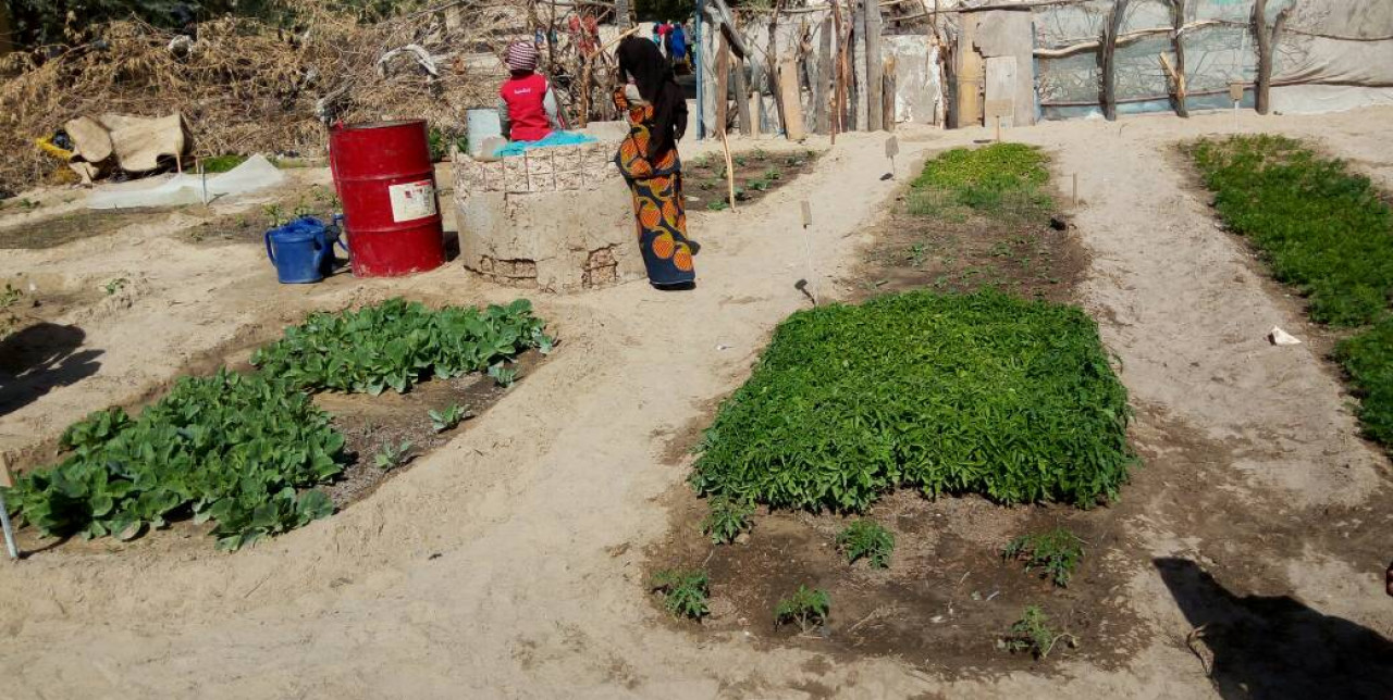 Niger, des parents cultivent les potagers à l'école
