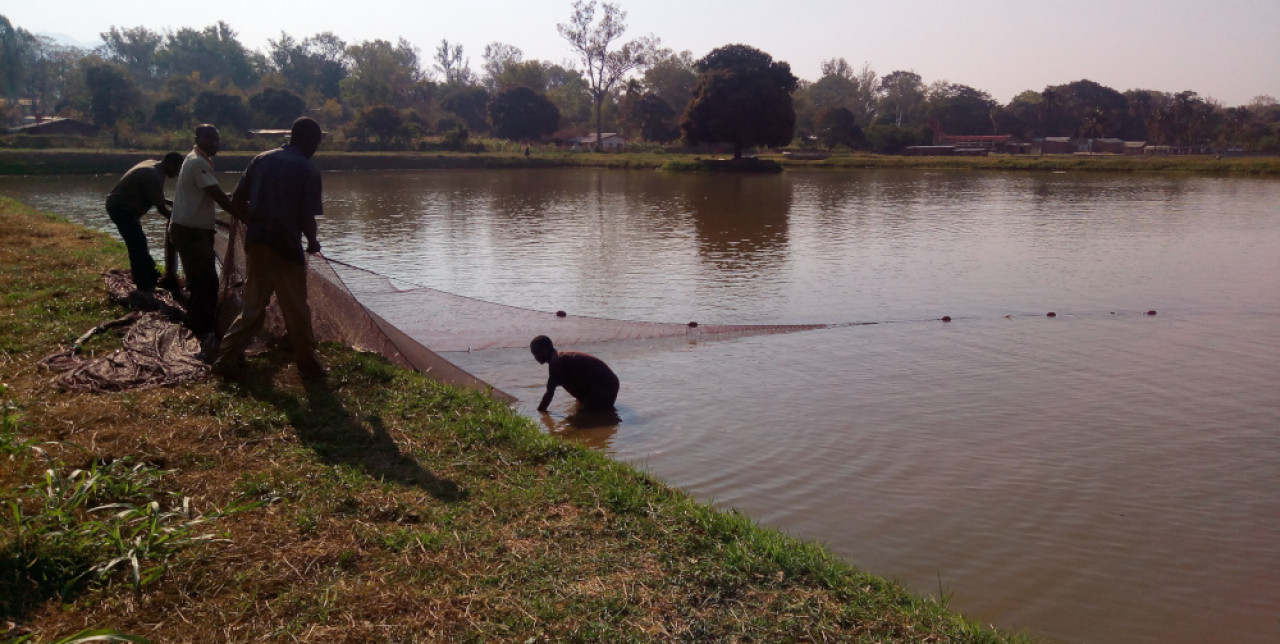 Malawi. Towards the first fish harvest