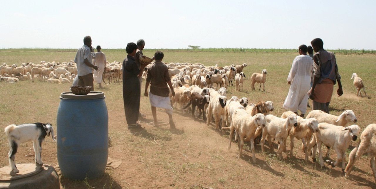 Sudan: 100,000 vaccine to preserve the cattle.