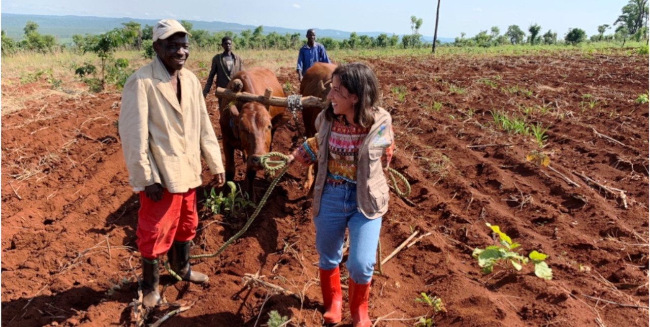 RDC. La traction des vaches et la pisciculture : deux projets de succès