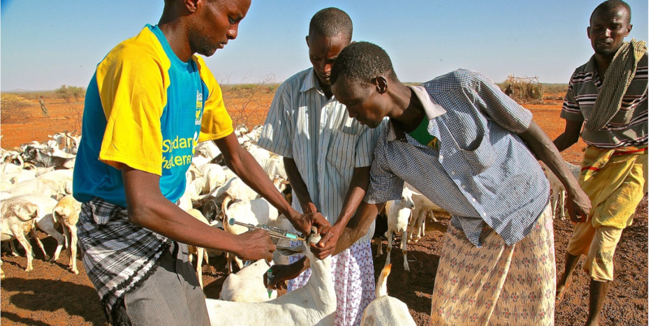 Somalia. Sanbur's farm has started over