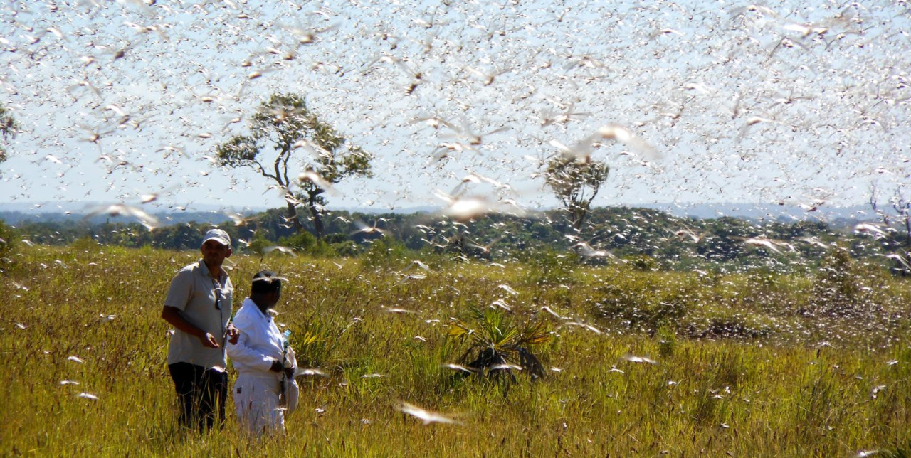 Ethiopia. Supporting communities affected by the locust invasion