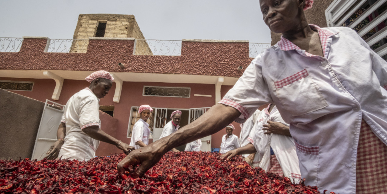 Senegal. With AICS, 14 projects of diaspora entrepreneurs supported 