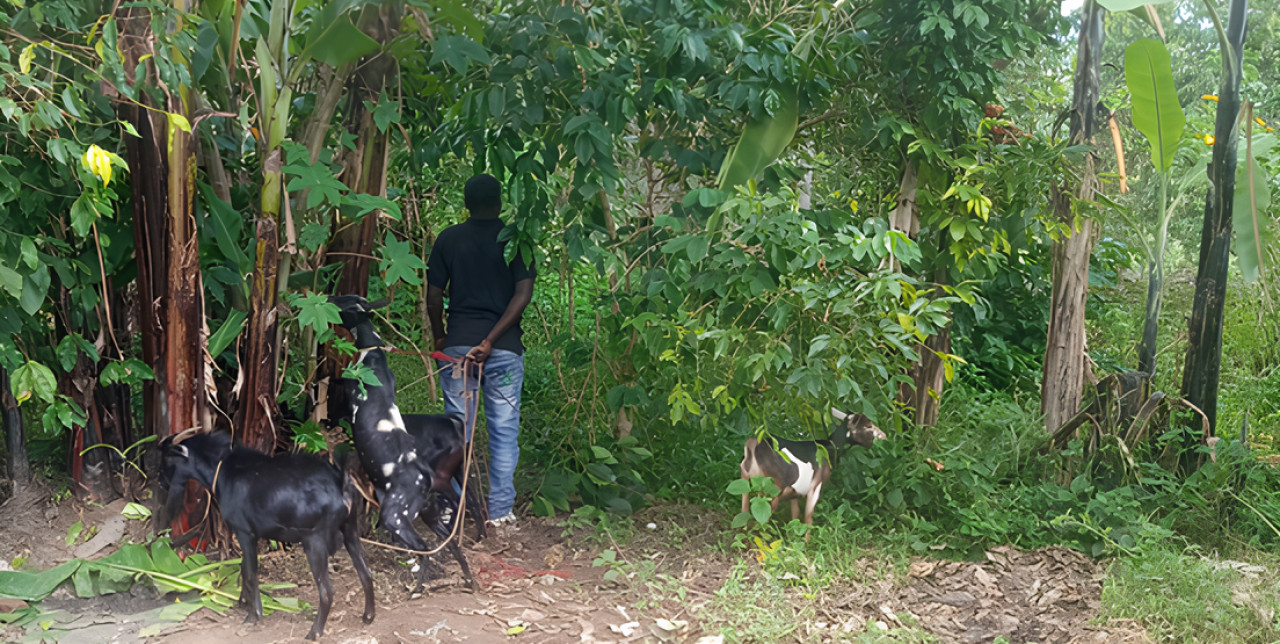 DRC. Josué, a new beginning between entrepreneurship and agro-pastoralism after the darkness of war