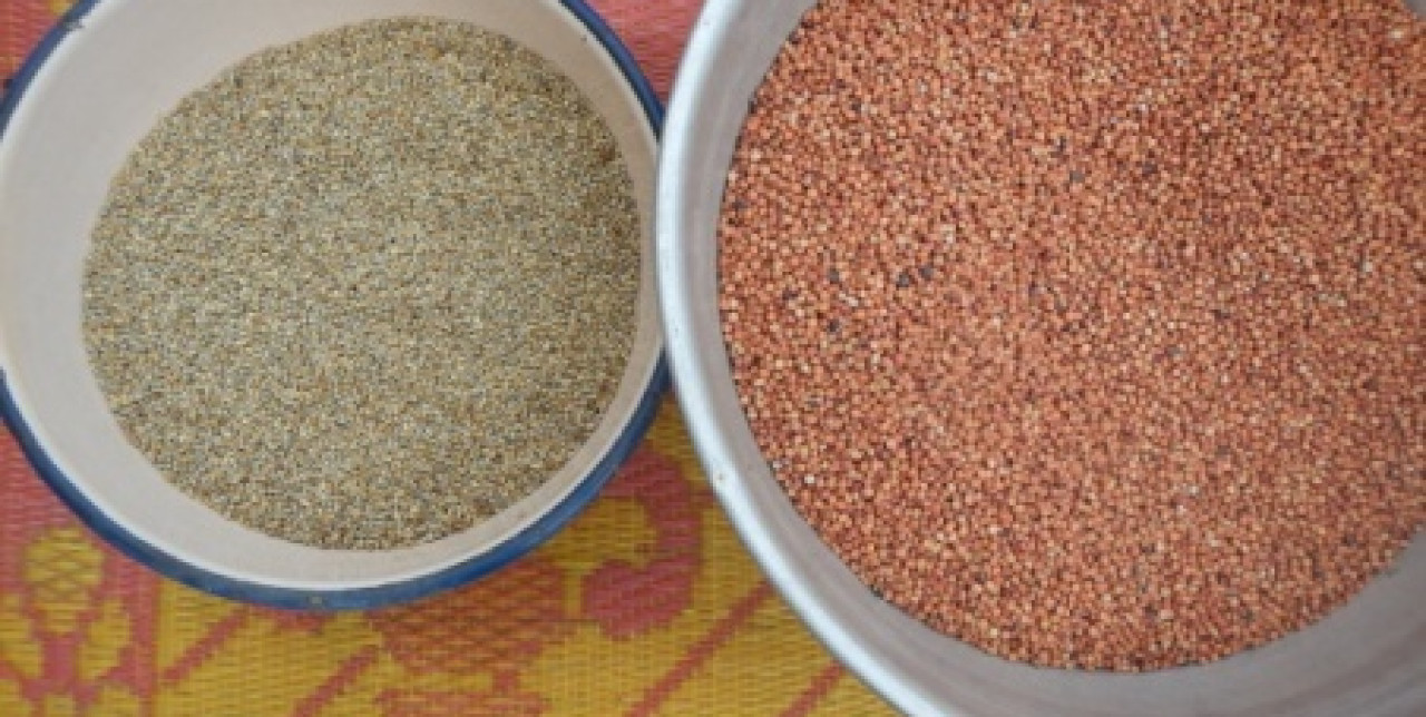 I semi portano i loro frutti