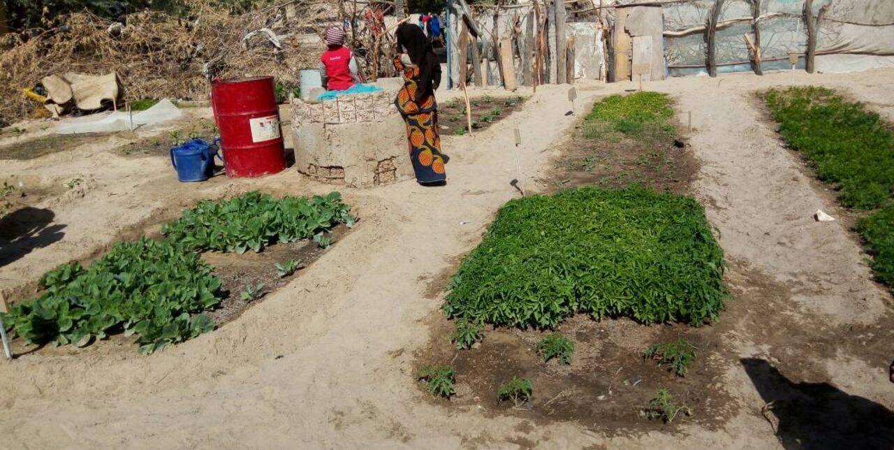 Niger, des parents cultivent les potagers à l'école