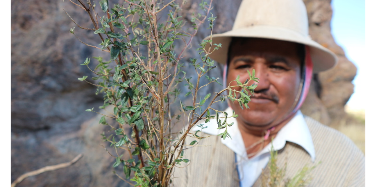 Curanderos, naturistas, parteros. How the Uru-Chipaya treat themselves