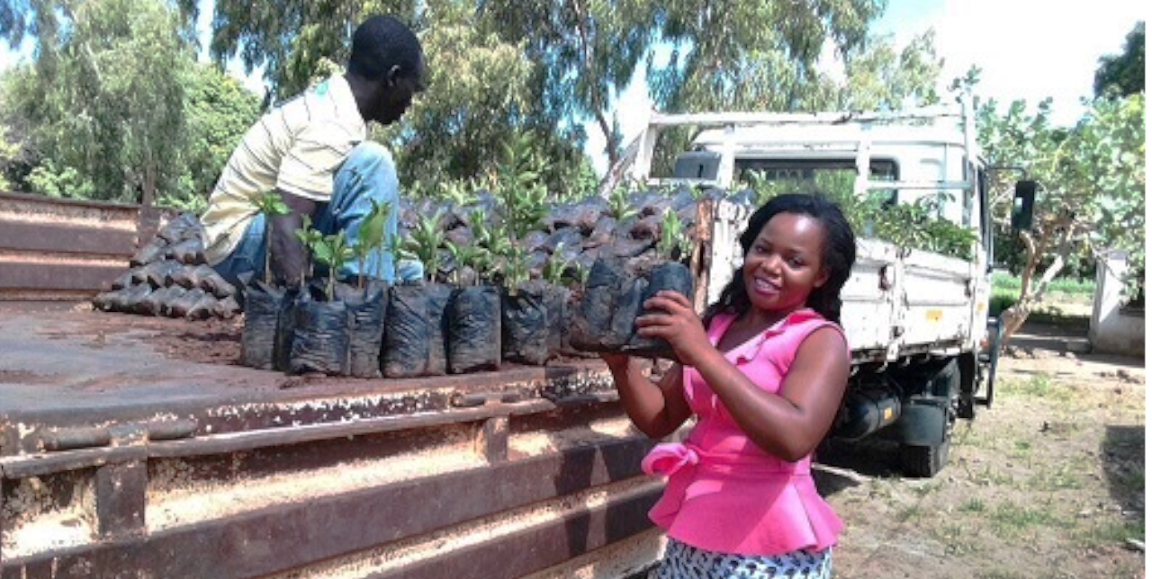 Malawi: 200,000 trees planted in the last two years