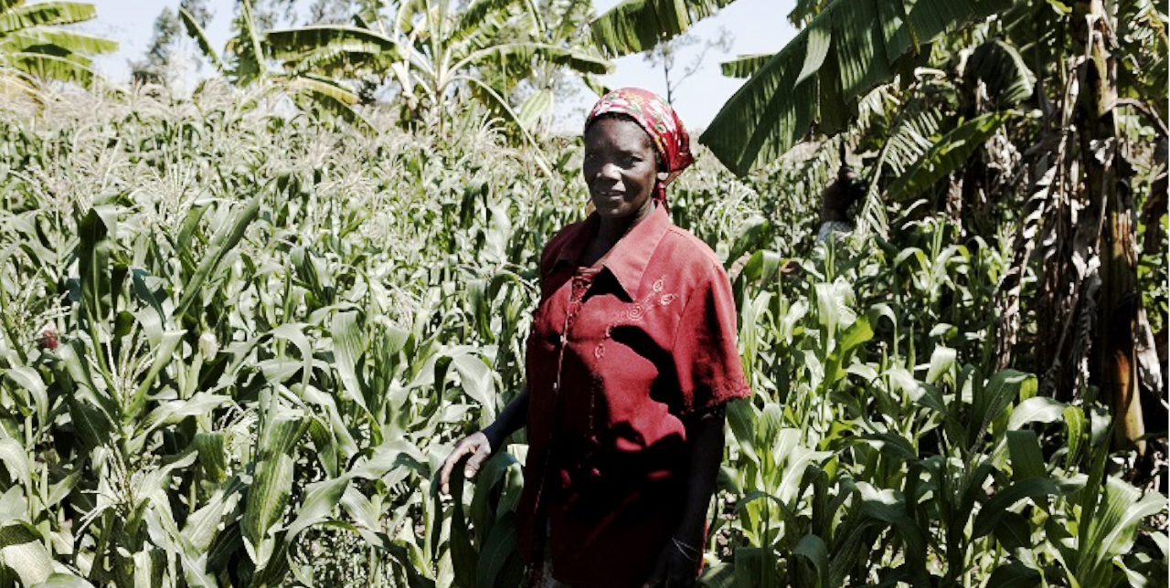 RDC, Djugu. Intrants agricoles pour 6 700 bénéficiaires