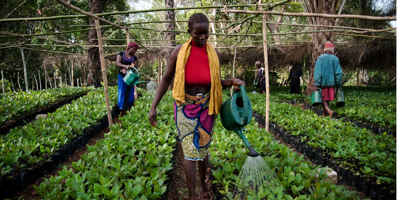Sierra Leone. Women as key actors to national economies
