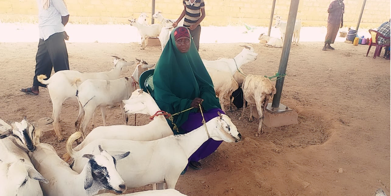 Somalia. Livestock marketing transforming communities: a story of Markabo Maxamed Farax.