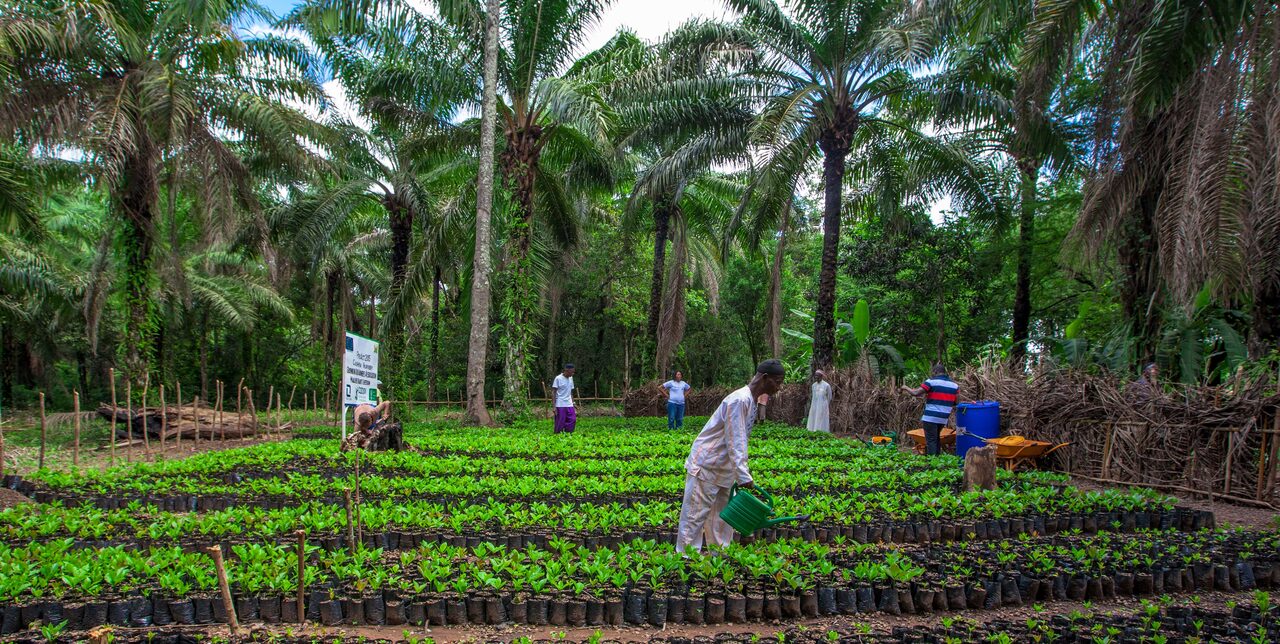 Sierra Leone. How James became an inspiring cashew farmer
