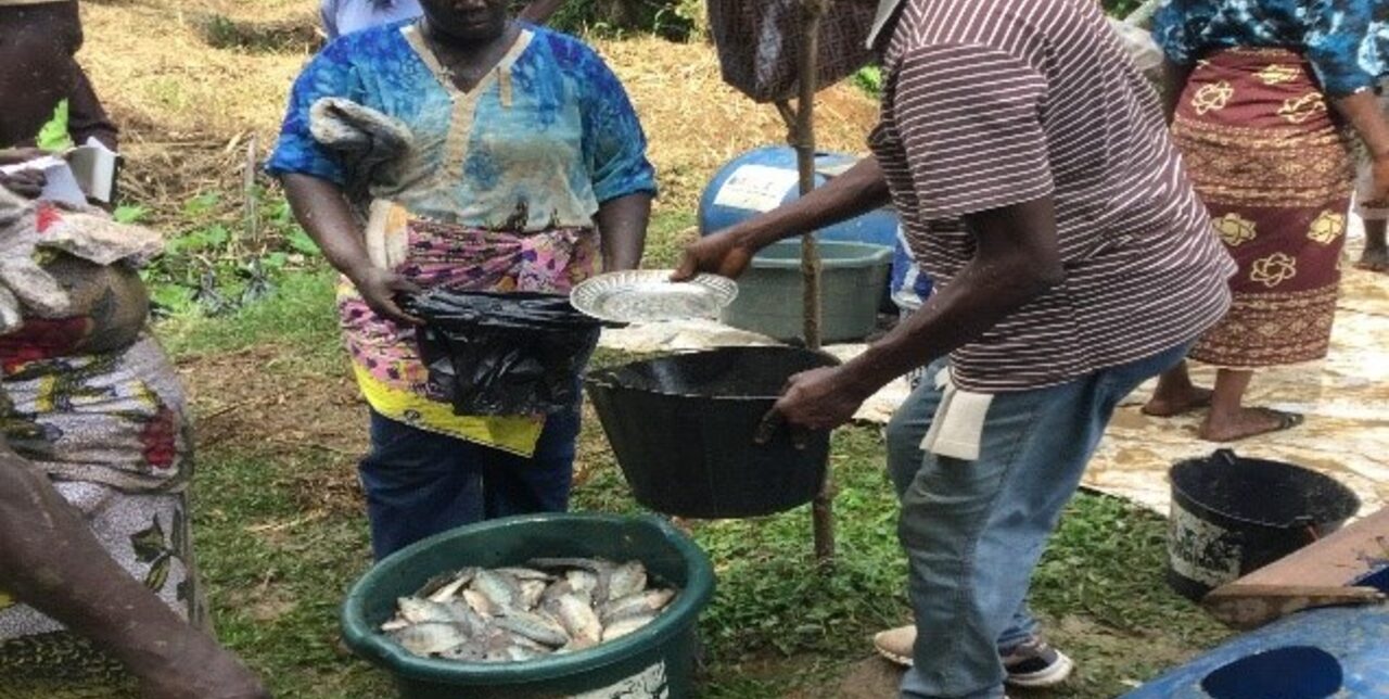 République Centrafricaine. Les activités des coopératives agricoles, d'élevage se poursuivent