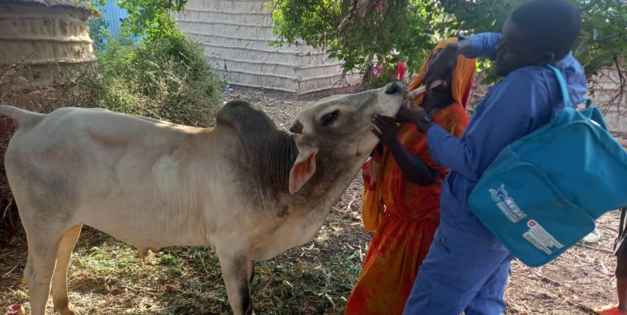 Somalia. How resilient animal health services are transforming communities