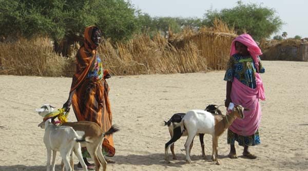 Foire de petits ruminants au Tchad