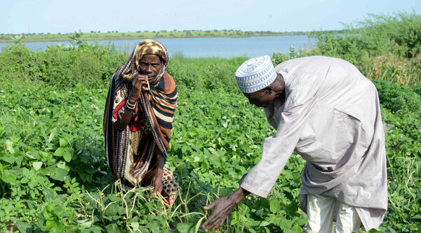 Sécurité alimentaire au Tchad: activités et résultats