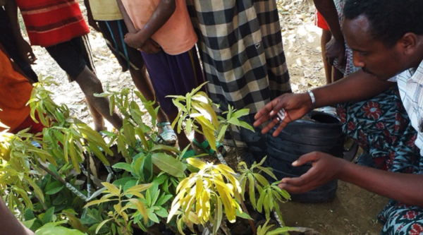 Etiopia: distribuite 1.000 piante da frutto e formazione agricola