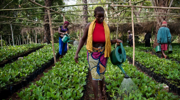 Sierra Leone. Women as key actors to national economies
