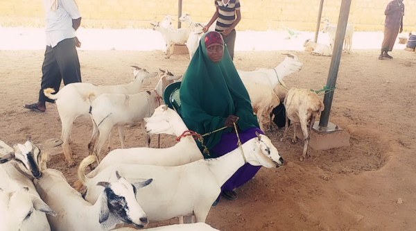 Somalia. Il commercio di bestiame trasforma le comunità: la storia di Markabo Maxamed Farax.