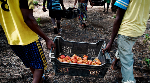 Sierra Leone. New jobs in rural communities