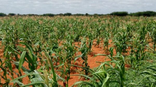 Somalia. Tre pasti al giorno per i sei figli di Adhan Sugow