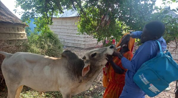 Somalia. Come l'efficienza dei servizi sanitari per animali sta trasformando le comunità