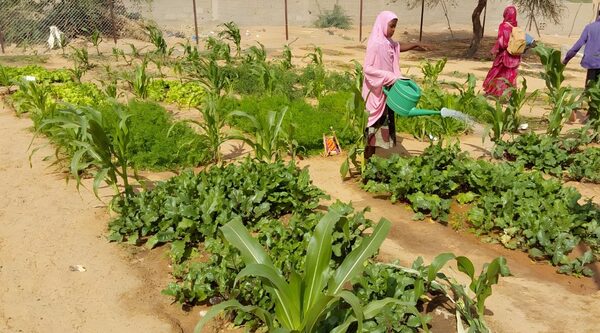 Niger. De l’urgence à la résilience : une réponse intégrée à l’insécurité alimentaire à Abalak