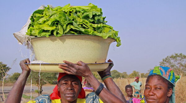 Agriculture et élevage pour supprimer la pauvreté au Tchad