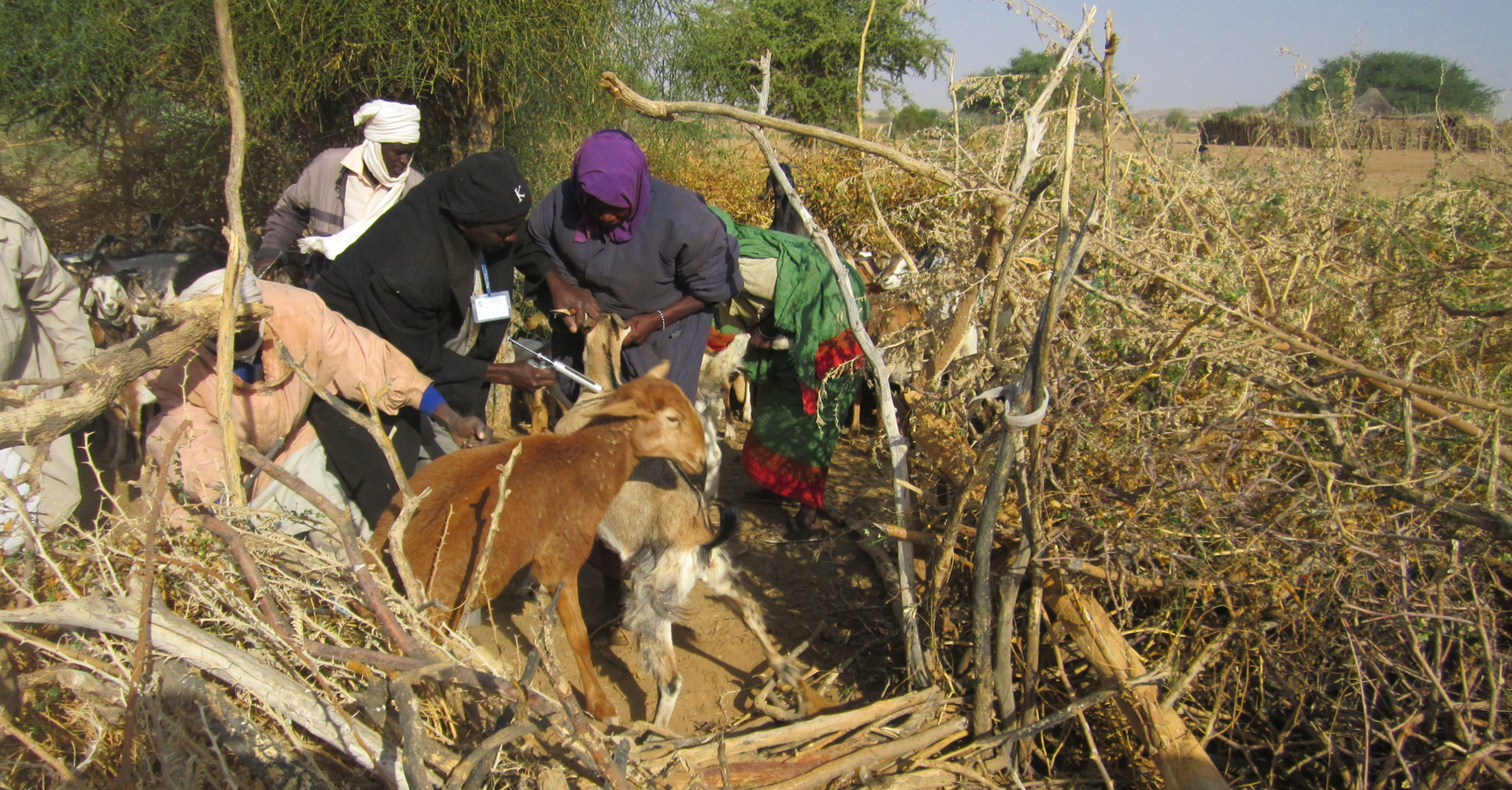 Protection of livestock asset COOPI