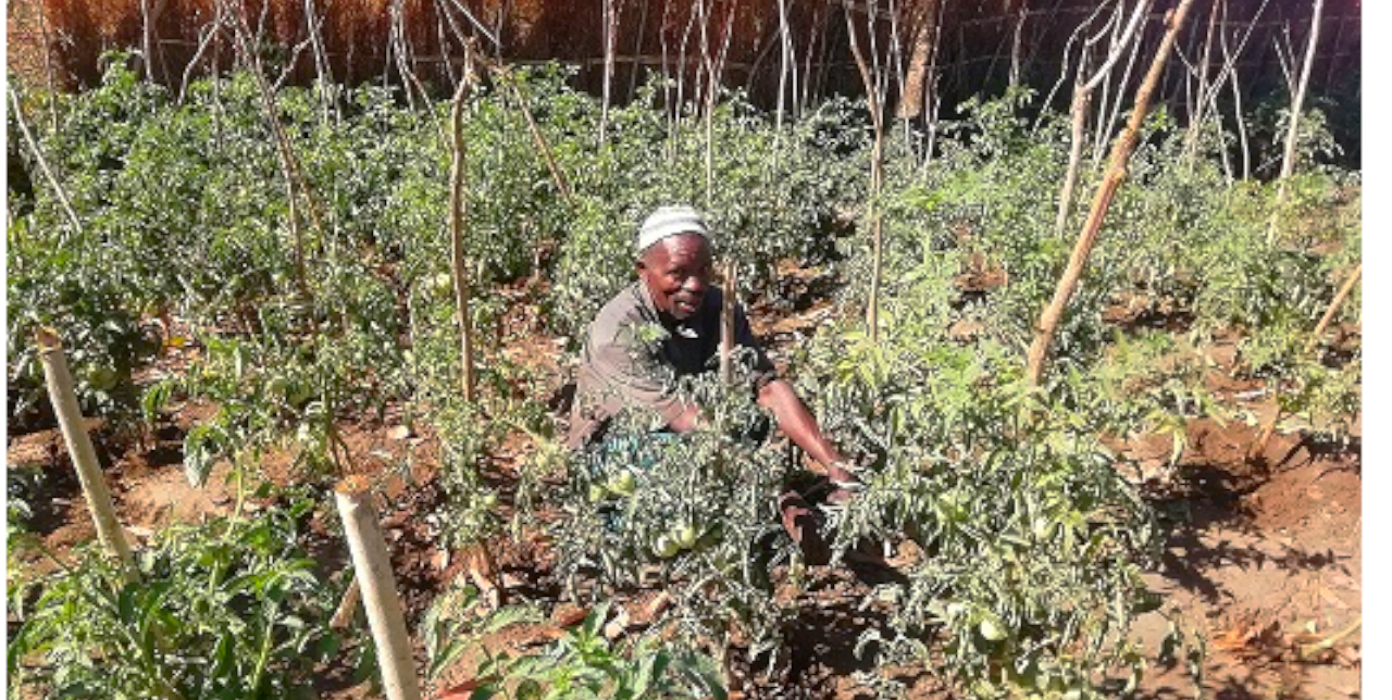 Malawi. Sustainable agriculture "Now I can feed my family" COOPI