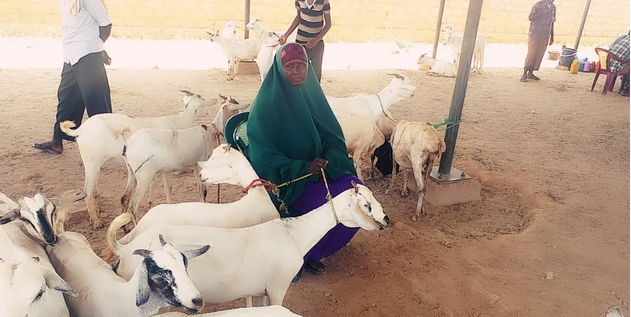 Somalia. Livestock marketing transforming communities: a story of ...